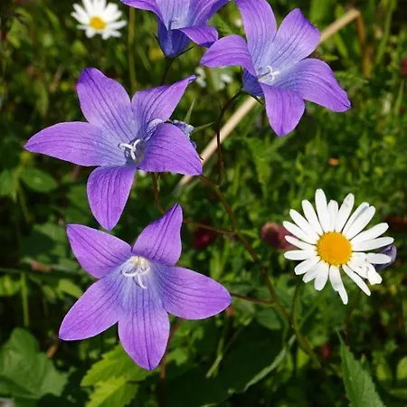 Mondial * Neustift im Stubaital