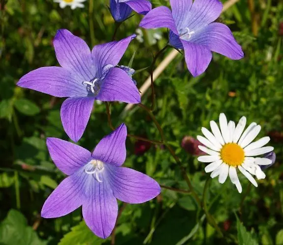 Mondial * Neustift im Stubaital